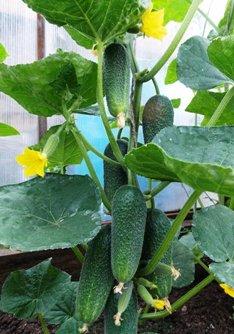 The best varieties of cucumbers in 2025