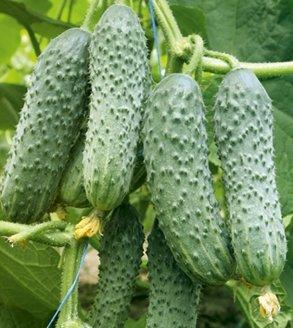 The best varieties of cucumbers in 2025