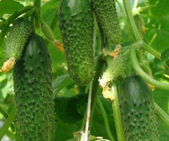 The best varieties of cucumbers in 2025