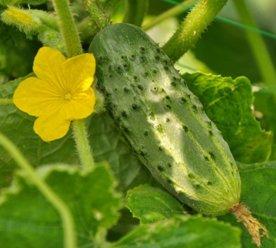 The best varieties of cucumbers in 2025