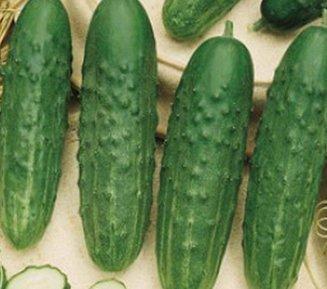 The best varieties of cucumbers in 2025