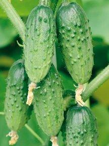 The best varieties of cucumbers in 2025