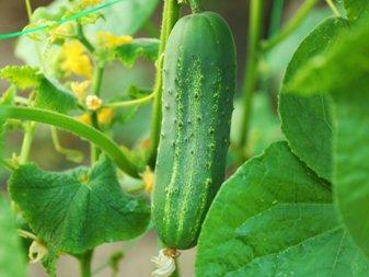 The best varieties of cucumbers in 2025