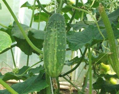 The best varieties of cucumbers in 2025