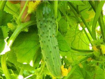 The best varieties of cucumbers in 2025