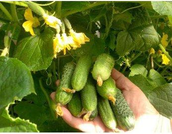 The best varieties of cucumbers in 2025