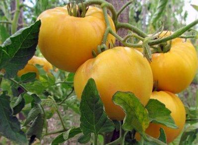 The best varieties of tomatoes and tomatoes in 2025