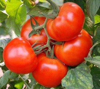 The best varieties of tomatoes and tomatoes in 2025