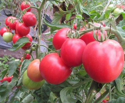 The best varieties of tomatoes and tomatoes in 2025