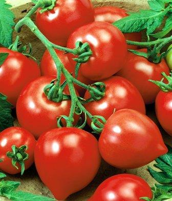 The best varieties of tomatoes and tomatoes in 2025