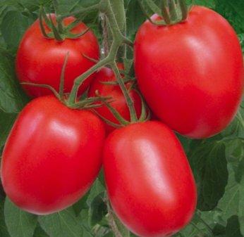 The best varieties of tomatoes and tomatoes in 2025