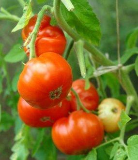 The best varieties of tomatoes and tomatoes in 2025