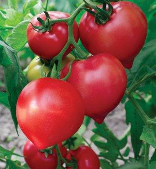 The best varieties of tomatoes and tomatoes in 2025