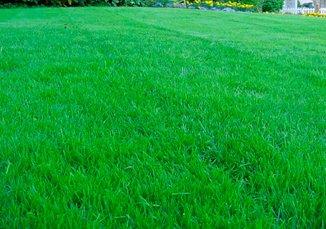 How to choose lawn grass