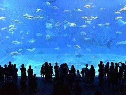 Best Moscow Oceanarium in 2025