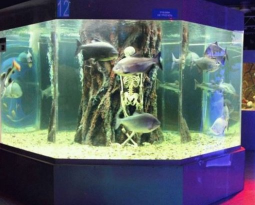 Best Moscow Oceanarium in 2025